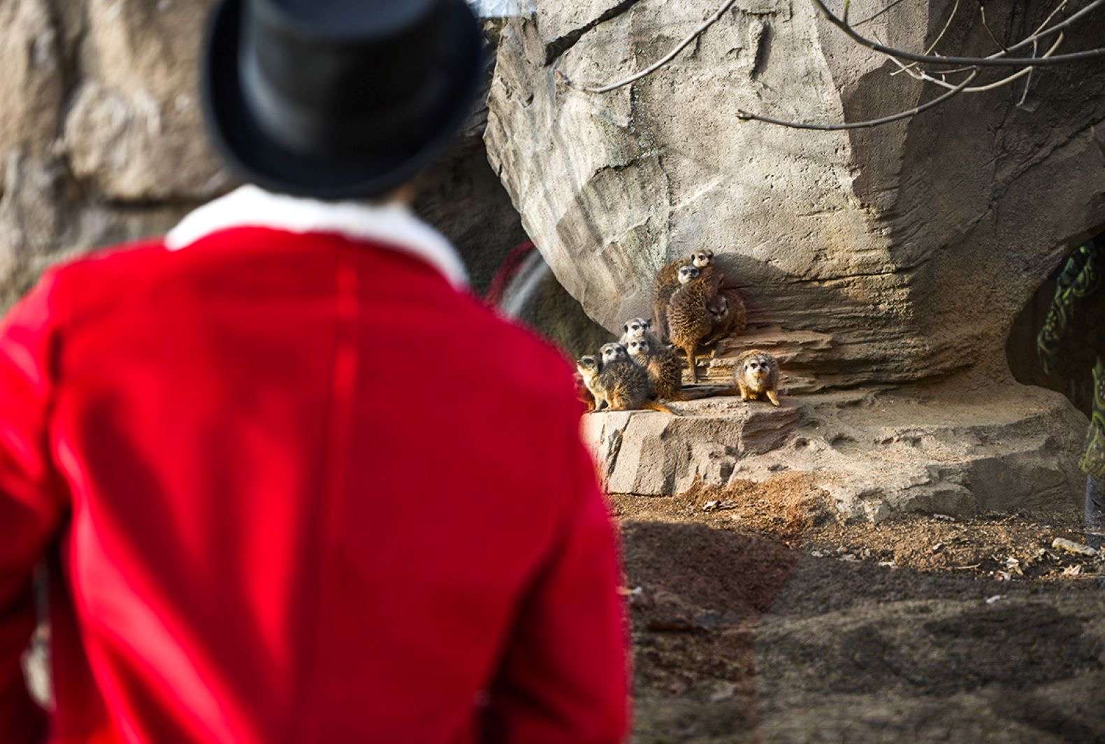 Il Natale 2023 bestiale del bioparco Zoom di Cumiana inizia l’8 dicembre