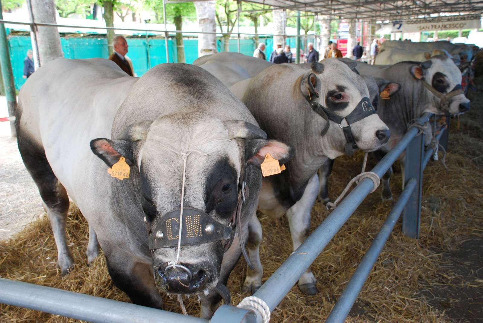 Cavour Carne di Razza Piemontese, torna la sagra della Fassona