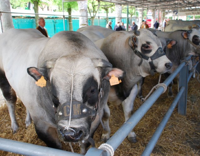 Cavour Carne di Razza Piemontese, torna la sagra della Fassona