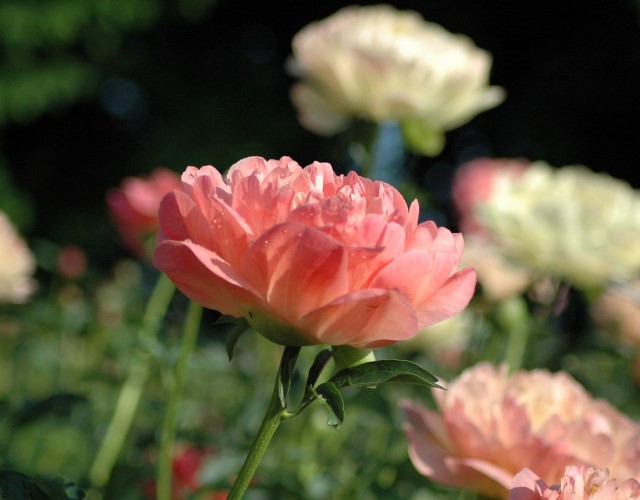 Carmagnola: ai Vivai delle Commande tornano i colori di “Peonie in fiore”