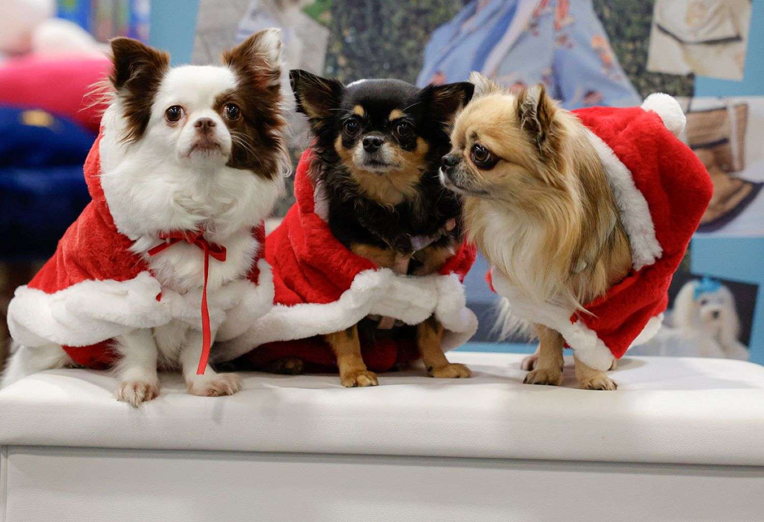 Al Lingotto arriva Quattrozampeinfiera con intrattenimento per tutta la famiglia