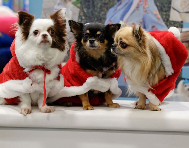 Al Lingotto arriva Quattrozampeinfiera con intrattenimento per tutta la famiglia