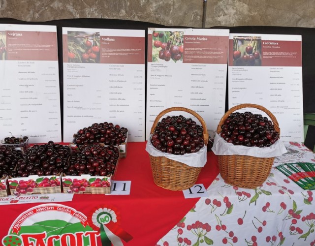 A Pecetto è tutto pronto per la 111ª edizione della tradizionale Festa delle ciliegie