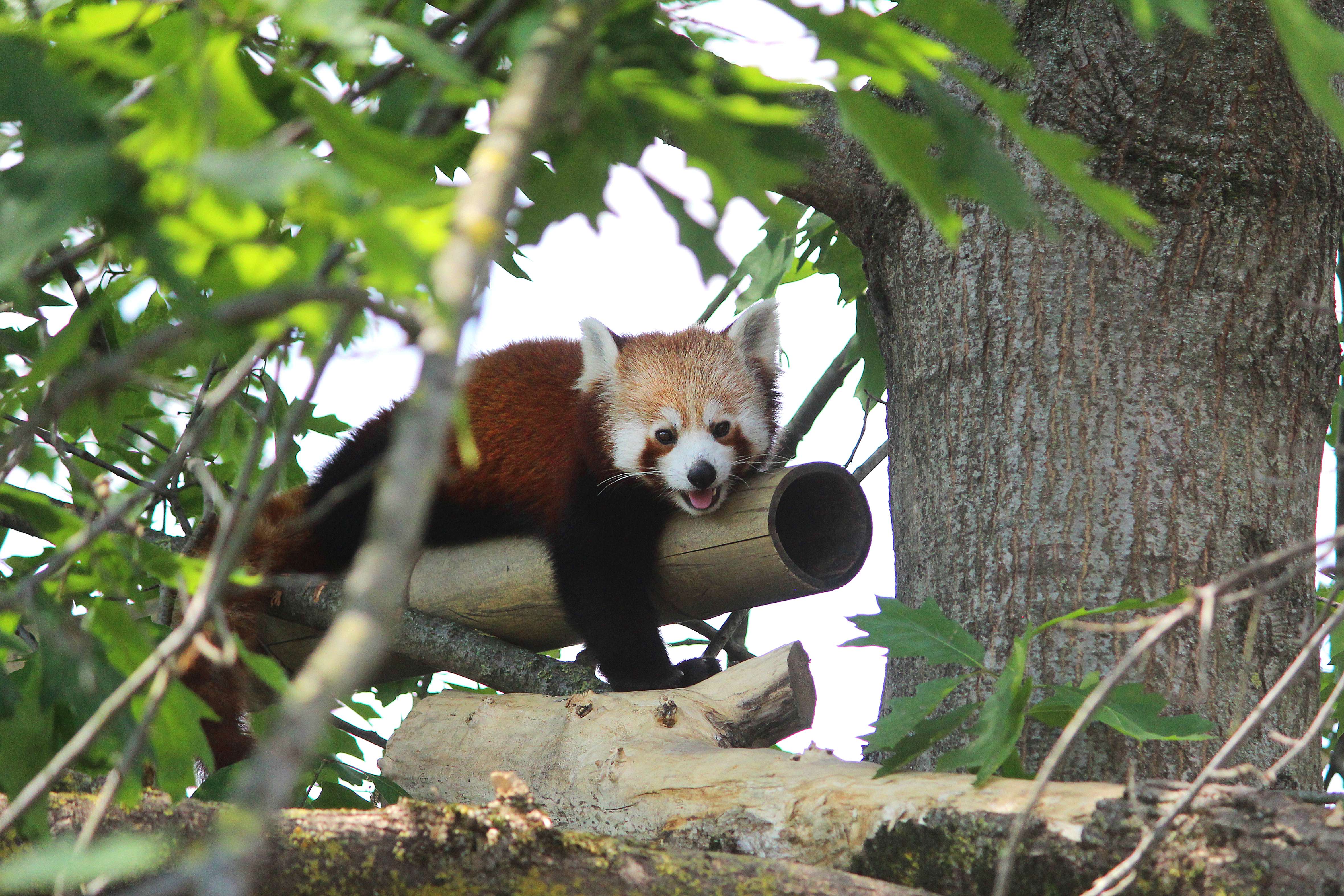 Cumiana: è morto Haiku il primo panda rosso giunto al bioparco Zoom nel 2015