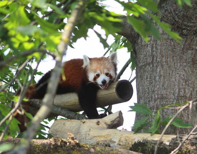 Cumiana: è morto Haiku il primo panda rosso giunto al bioparco Zoom nel 2015