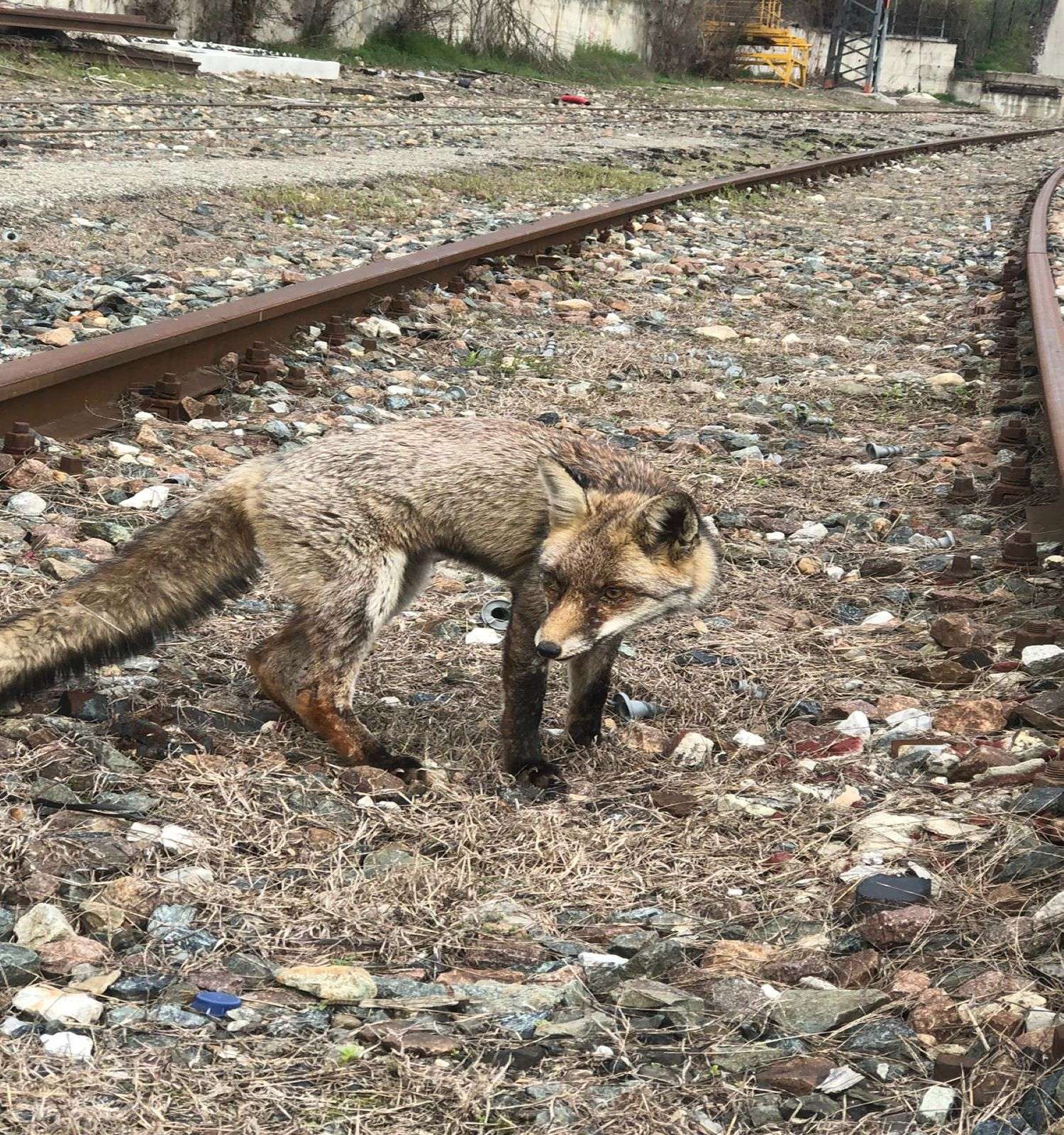Una volpe femmina è stata trovata sui binari dello scalo ferroviario di Chivasso e portata in salvo
