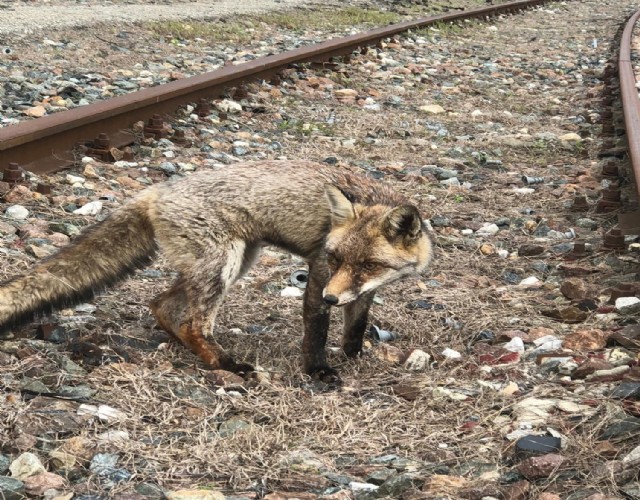 Una volpe femmina è stata trovata sui binari dello scalo ferroviario di Chivasso e portata in salvo
