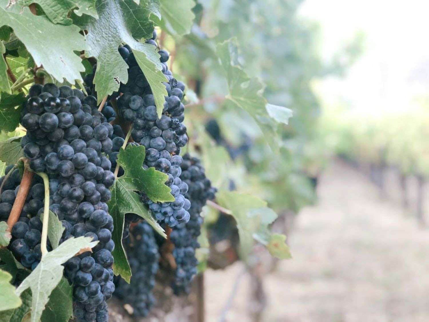 Numeri da copogiro nel 2021 per i vini piemontesi del Consorzio