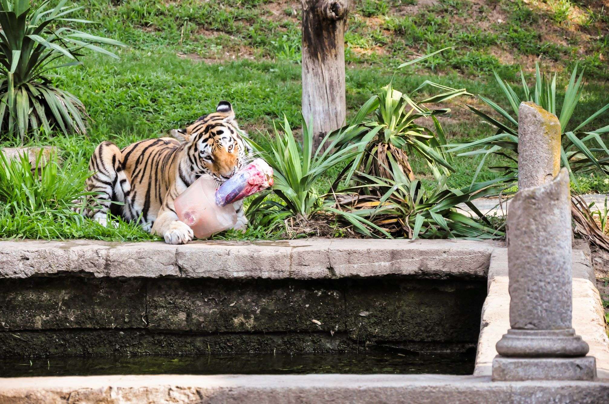 Ghiaccioli per gli animali del Bioparco Zoom a causa del caldo record