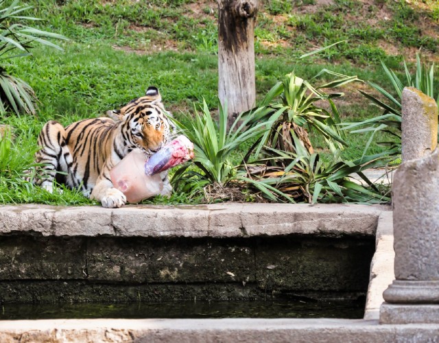 Ghiaccioli per gli animali del Bioparco Zoom a causa del caldo record