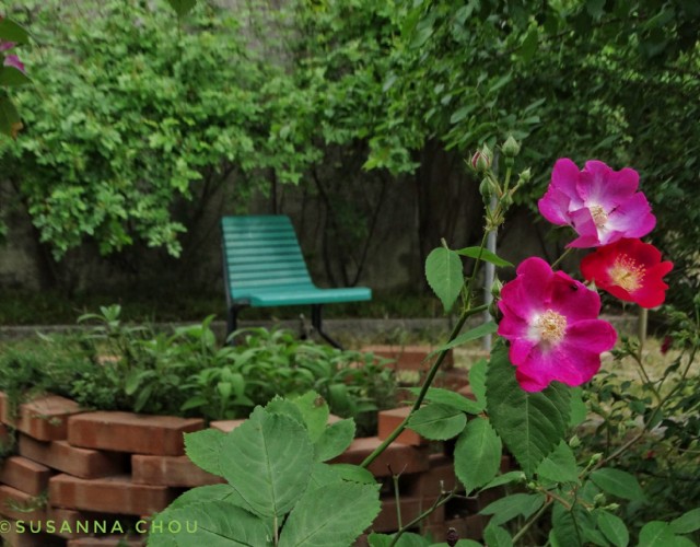 Il Festival del Verde colora Torino con 30 giardini e iniziative