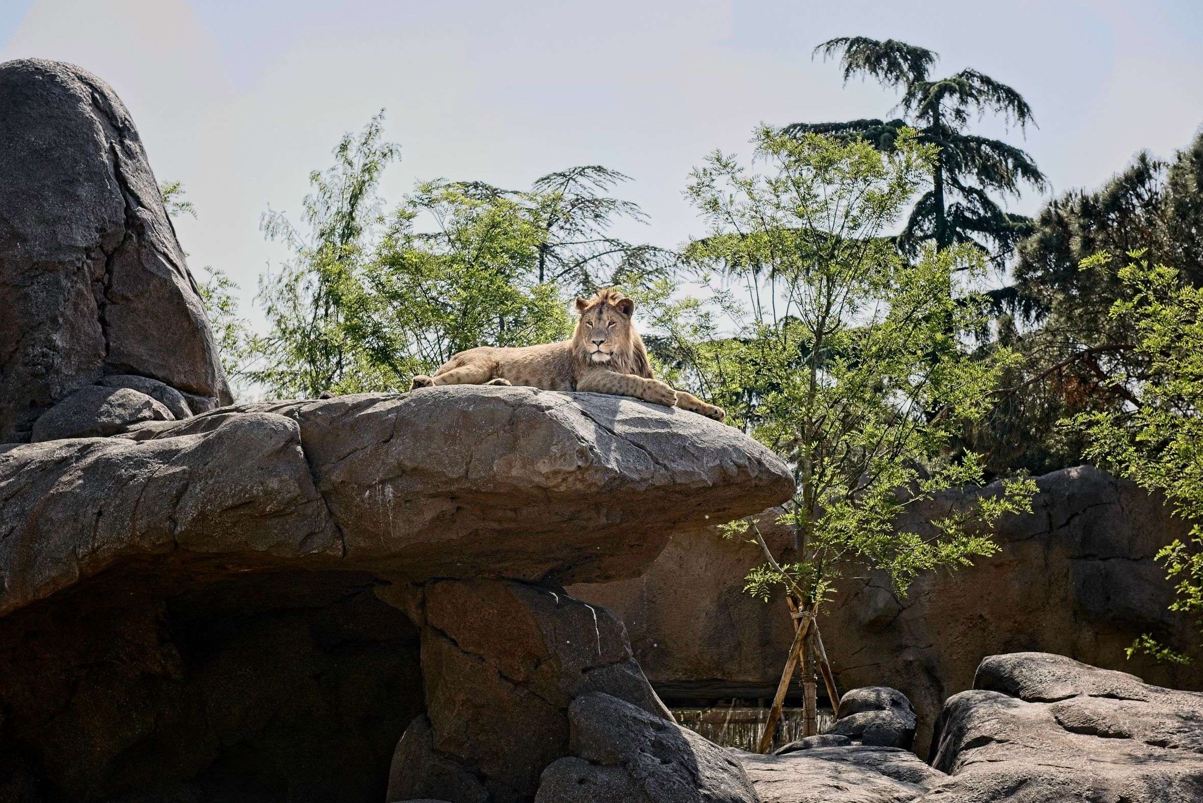 Bioparco Zoom di Cumiana: sono arrivati i leoni africani per un’esperienza imperdibile