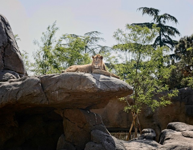 Bioparco Zoom di Cumiana: sono arrivati i leoni africani per un’esperienza imperdibile