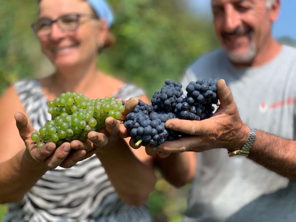 Al via la vendemmia 2023, è iniziata il 17 agosto dalle colline dell’alta Langa