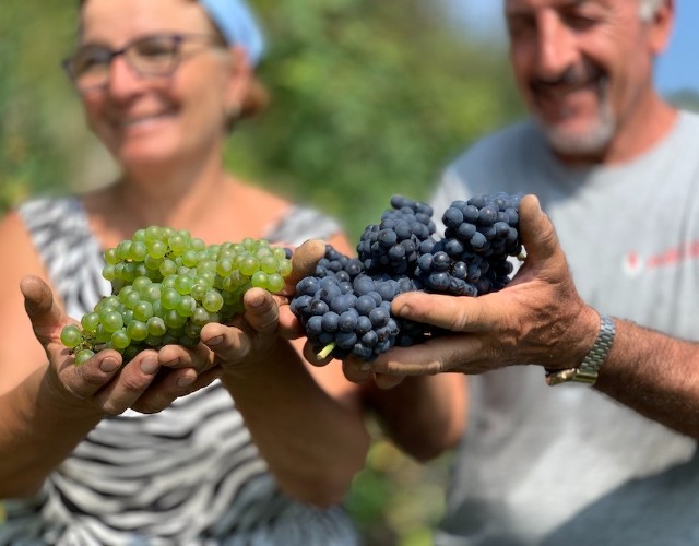 Al via la vendemmia 2023, è iniziata il 17 agosto dalle colline dell’alta Langa