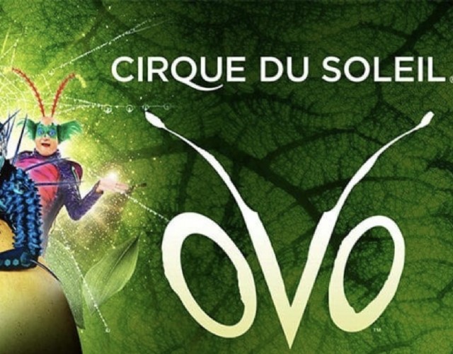 Cirque du Soleil, tutto pronto al PalaAlpitour: arriva “Ovo”, il nuovo spettacolo