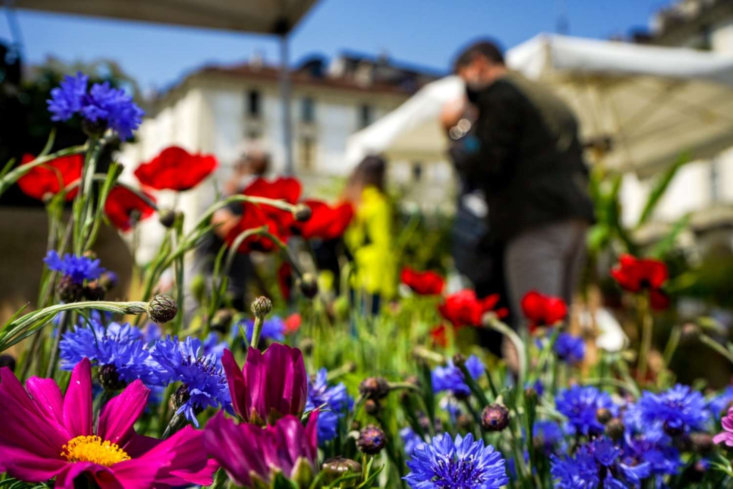 Agriflor di piazza Vittorio: domenica 10 ultimo giorno. Si chiude a suon di colori