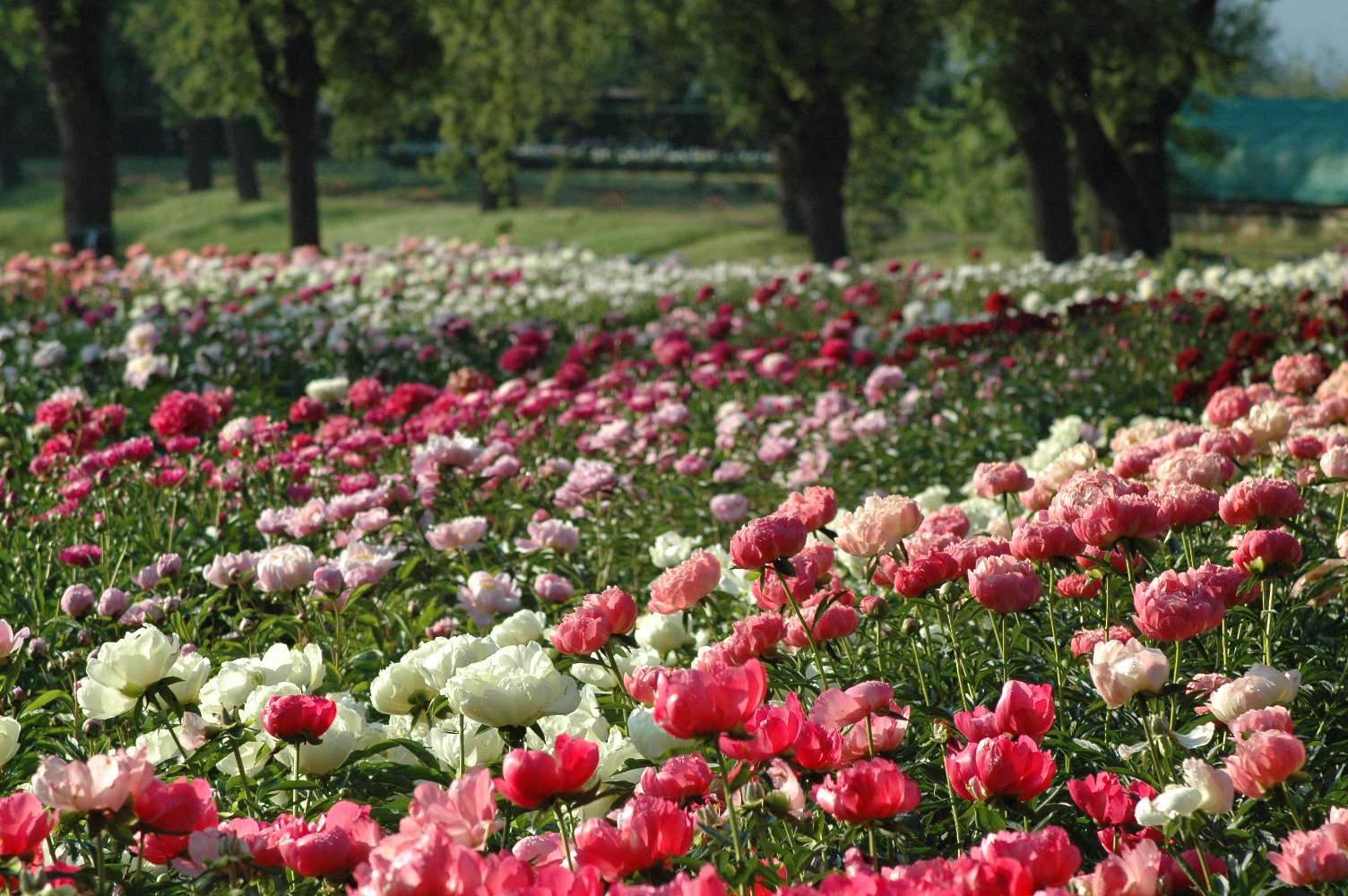 Le “Peonie in fiore” tornano a colorare i Vivai della Commande