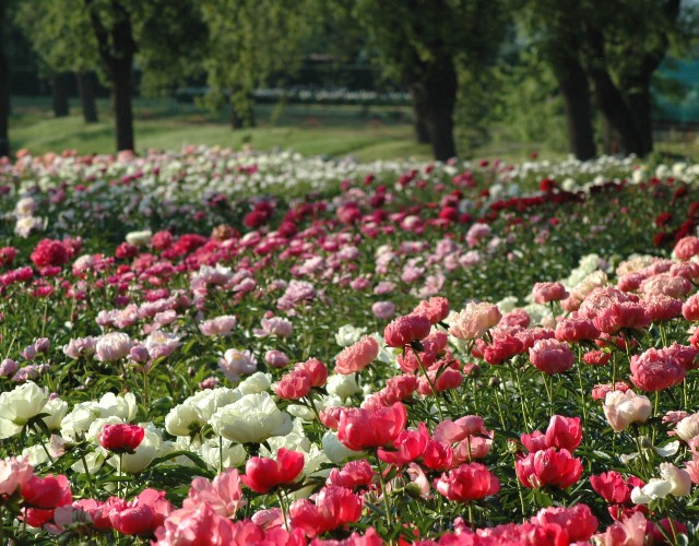 Le “Peonie in fiore” tornano a colorare i Vivai della Commande