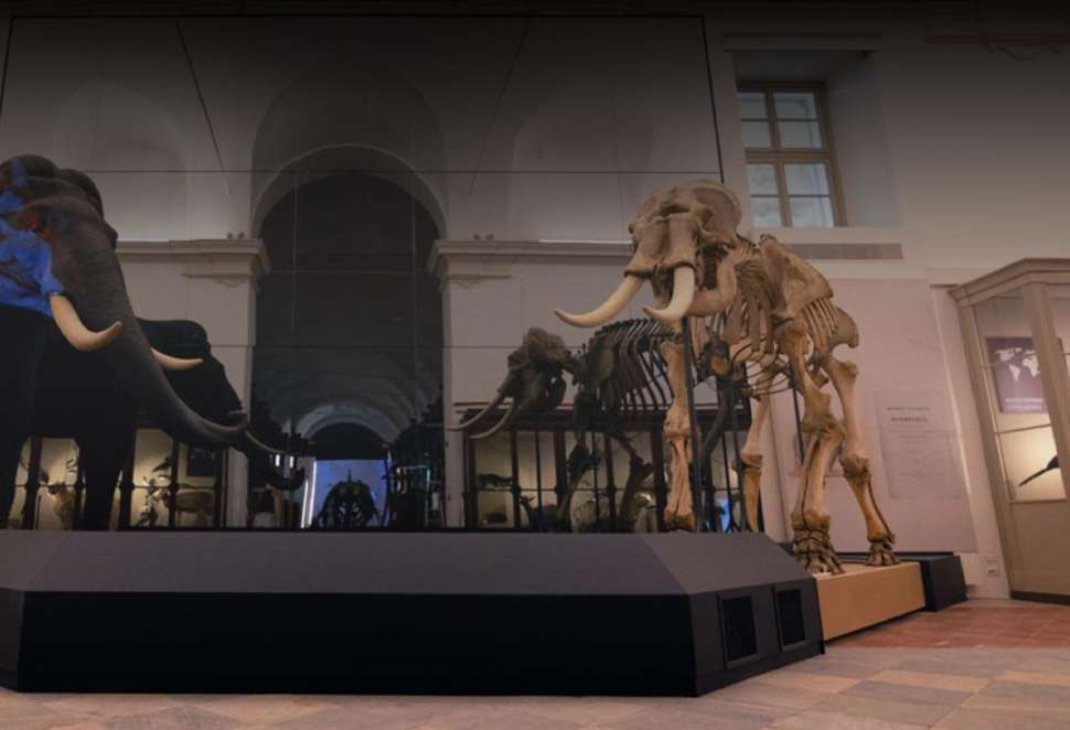 Ingresso gratuito al Museo Regionale di Scienze Naturali per tutto agosto