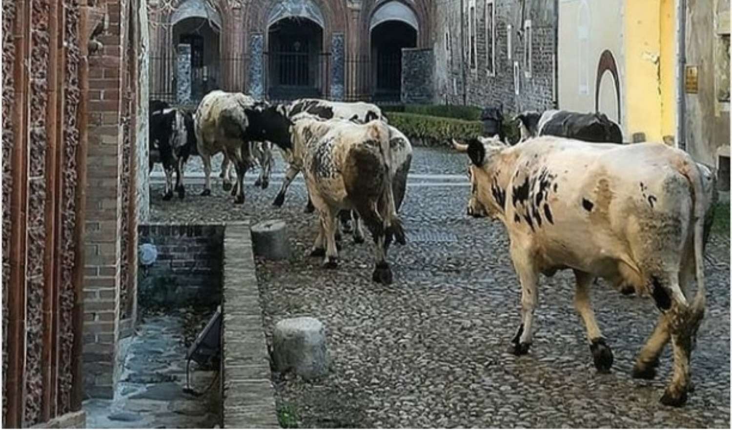 La Precettoria di Ranverso festeggia gli animali in occasione di Sant’Antonio