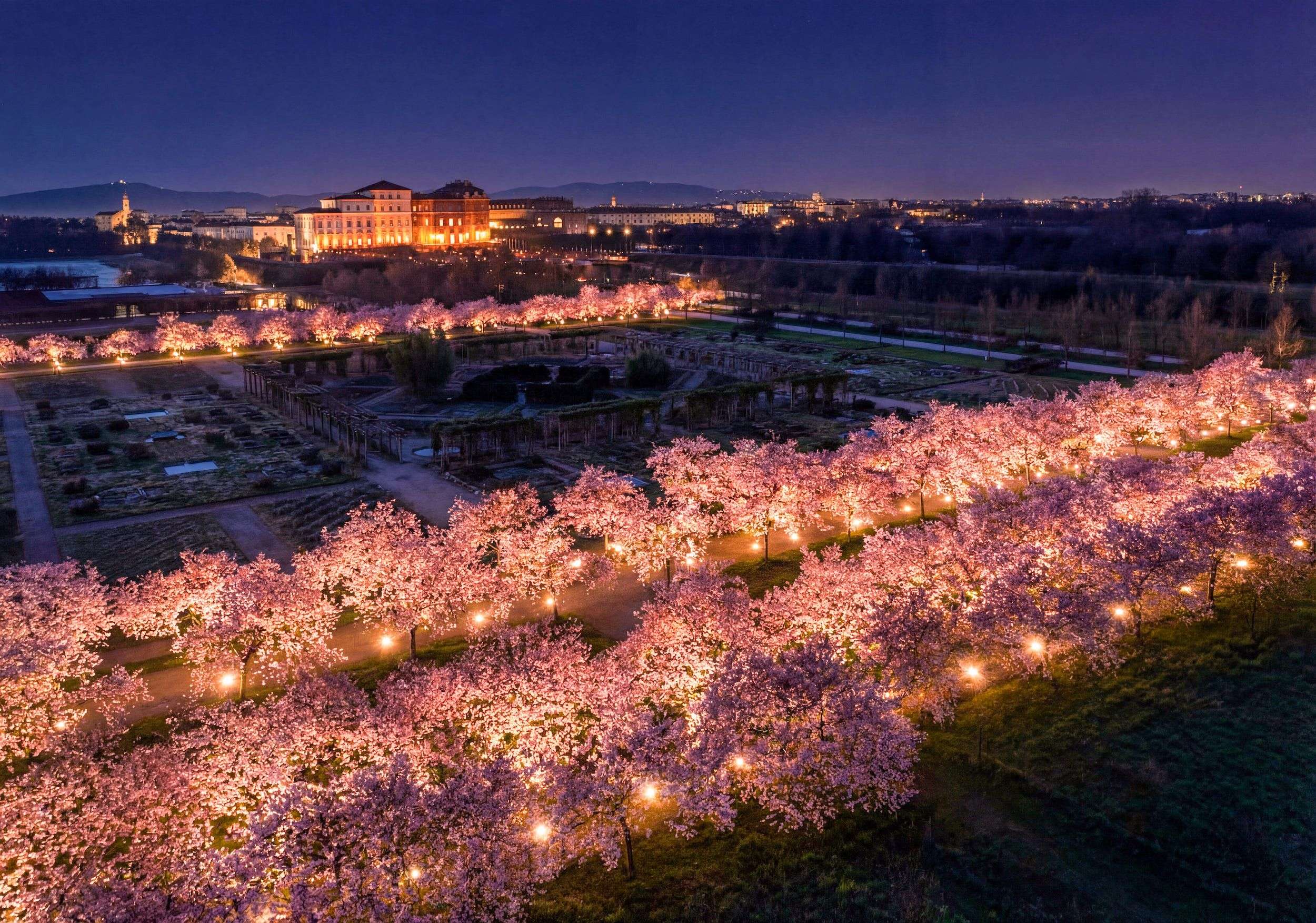 Alla fioritura dei ciliegi della Reggia con gli autobus di “Venaria Express”