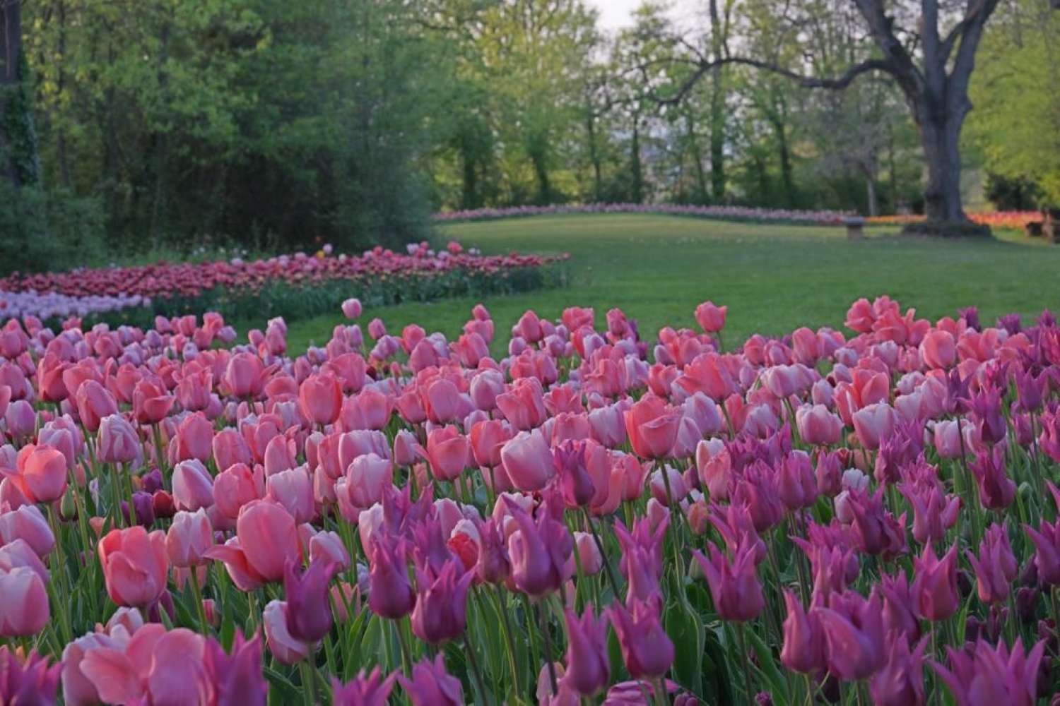 Castello di Pralormo: torna Messer Tulipano con i suoi 130 esemplari tutti da ammirare