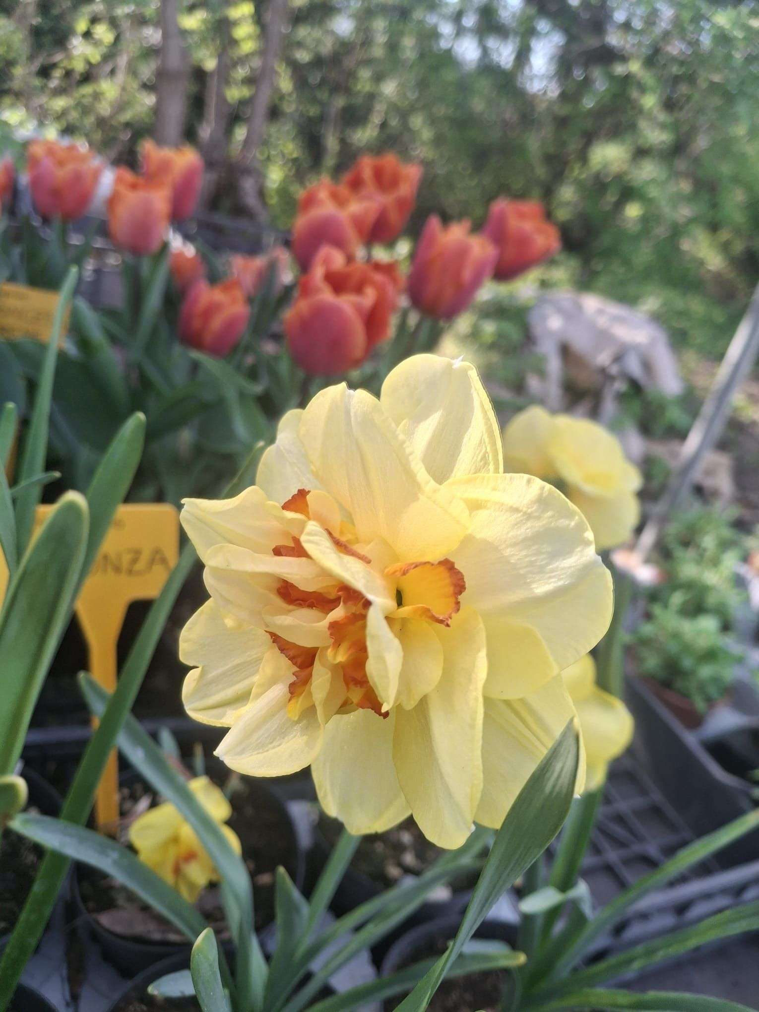 “Di Fiore in Foglia”, weekend porte aperte nel giardino più colorato di Monteu da Po