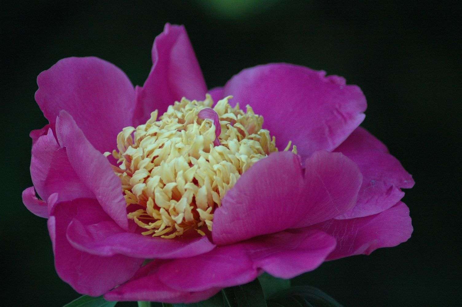 L’incredibile spettacolo di 4mila peonie in fiore ai Vivai delle Commande di Carmagnola