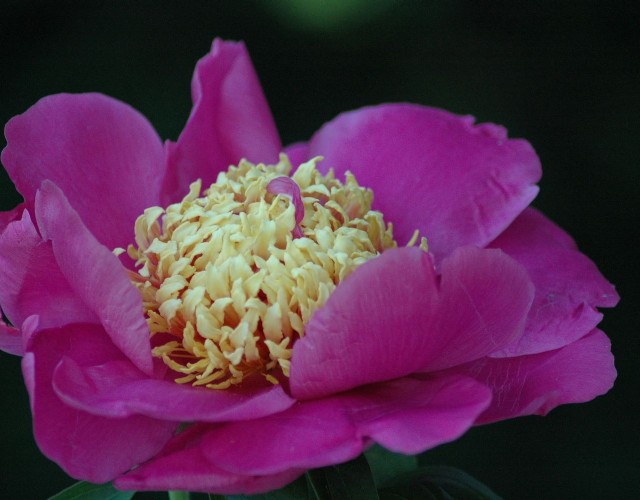 L’incredibile spettacolo di 4mila peonie in fiore ai Vivai delle Commande di Carmagnola