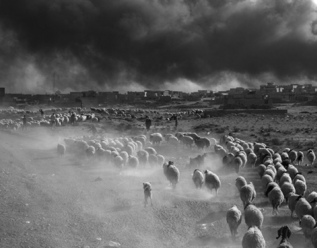 Reggia di Venaria: ultimi dieci giorni per ammirare le drammatiche fotografie sull'Afghanistan di Paolo Pellegrin