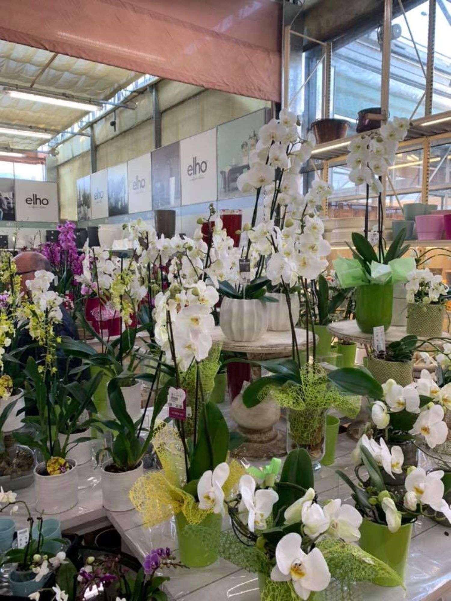 Mercenasco ospita l'Orchiday, la mostra mercato del Garden Center Peraga