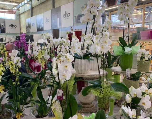 Mercenasco ospita l'Orchiday, la mostra mercato del Garden Center Peraga