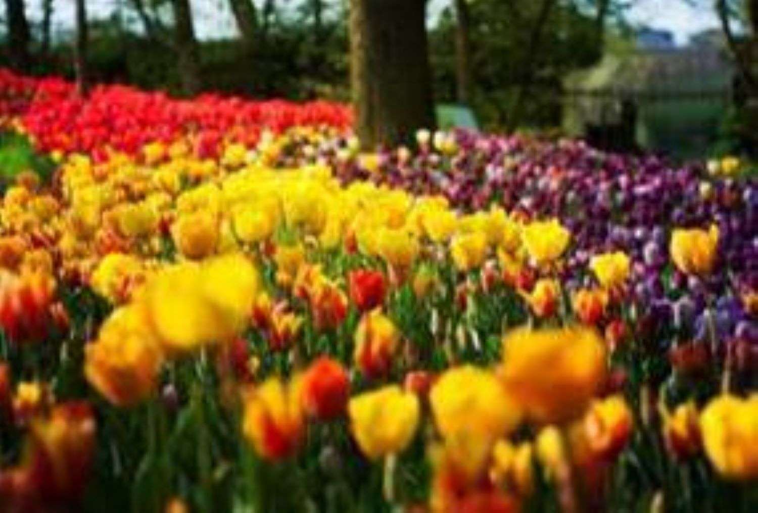 Messer Tulipano è pronto come ogni anno ad annunciare la primavera