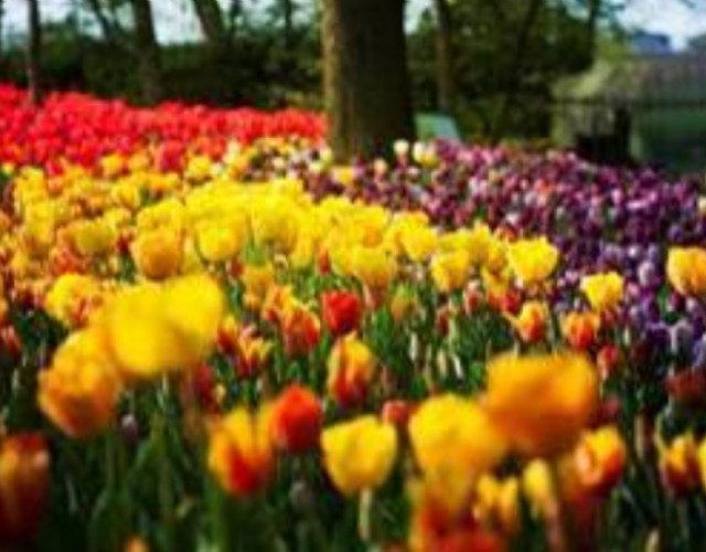 Messer Tulipano è pronto come ogni anno ad annunciare la primavera