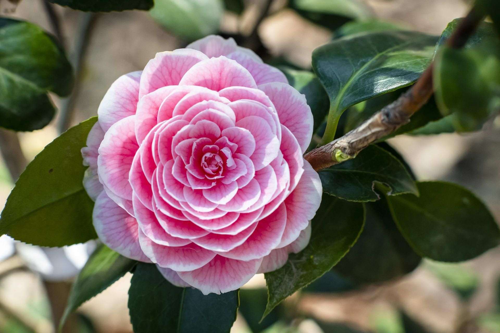 Un fine settimana tra i fiori al Camelieto del Castello di Miradolo