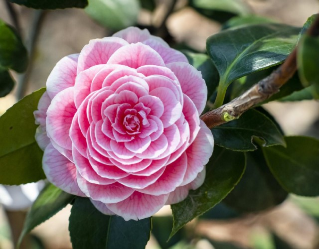 Un fine settimana tra i fiori al Camelieto del Castello di Miradolo